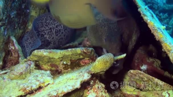 它的头伸出在礁洞里的海鳝视频