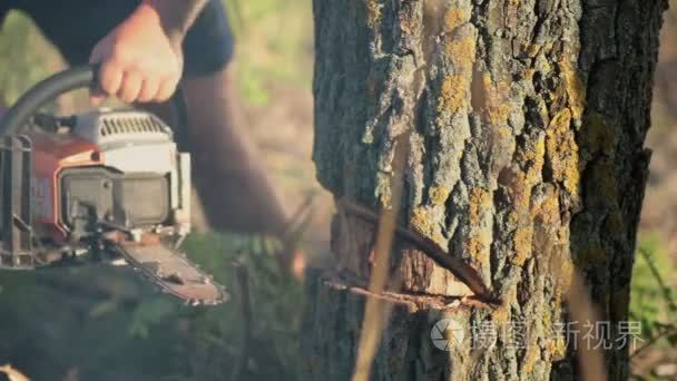 人锯锯的枯树视频