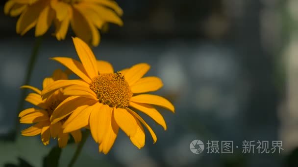 花黄色绿色景观慢动作视频背景性质