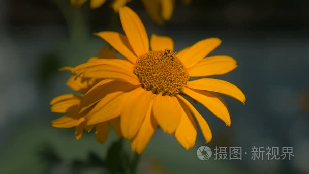 美丽的黄色花的草地上，灰色的背景自然慢动作视频