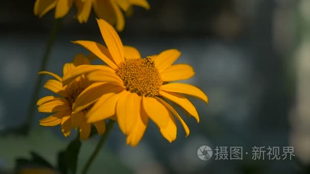 黄色的草地上，灰色的背景自然慢动作视频朵美丽的花