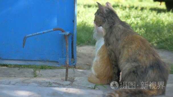 猫和小猫回户外坐慢动作视频视频