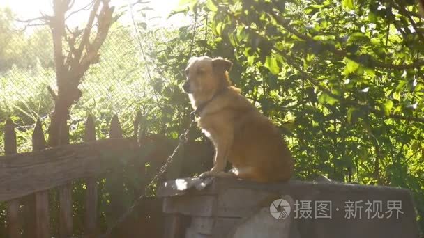 坐在后面阳光绿色背景慢动作视频框中的链上的狗