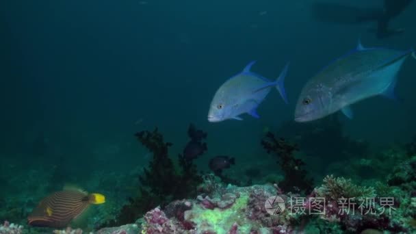 Big hungry tuna in search of food at night on reef