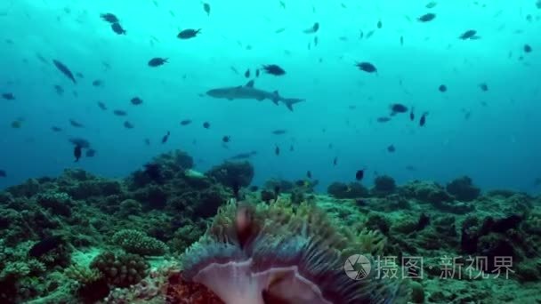 海葵和小丑鱼在海床上的晚上视频