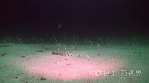 夜间进食在水体中的花园鳗