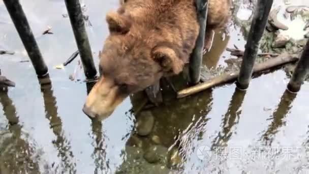 灰熊在动物园的笼子里视频