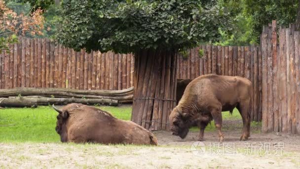 欧洲野牛在动物园视频