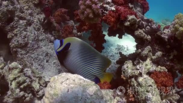 蝴蝶鱼珊瑚礁寻找食物视频