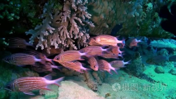 School of red striped fish on reef search of food.