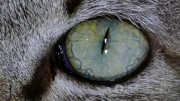 猫的眼睛的表达视频