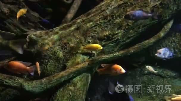 在水族馆的美丽鱼