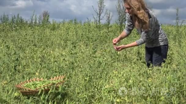 柳条菜充满植物豌豆荚和漂亮的金发女人收获。4 k