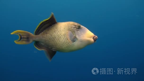 在寻找食物的海洋海礁鳞鲀视频