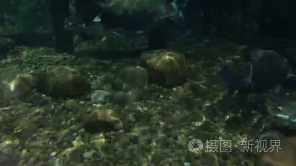 在水族馆的美丽鱼