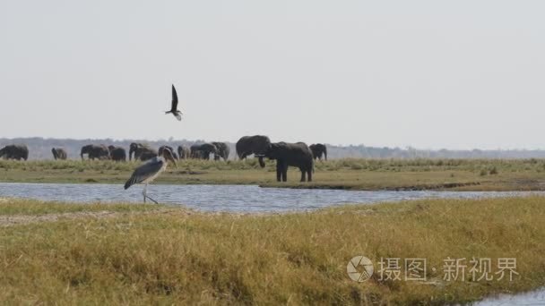 大象和鹳鹳在丘比国家公园视频