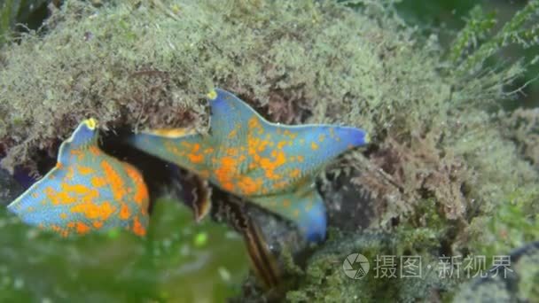 大海星海底寻找食物视频