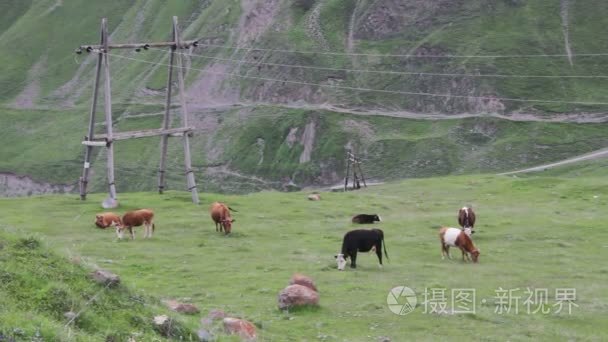 在高山牧场上放牧的牛视频