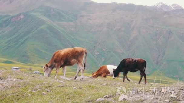 在高山牧场上放牧的牛视频