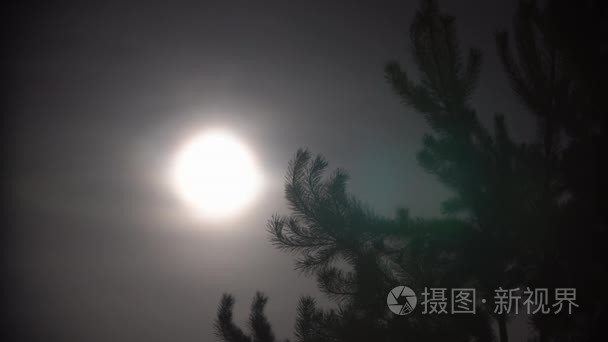 满月夜云与大的树视频