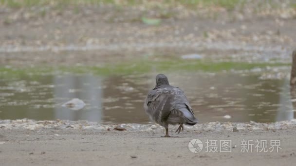 鸽子走上地面的慢动作视频视频