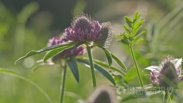 摇曳在风三叶草慢动作视频视频