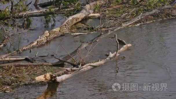 河流水慢动作视频的枯树