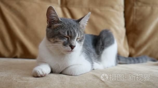 猫回家坐在沙发上视频