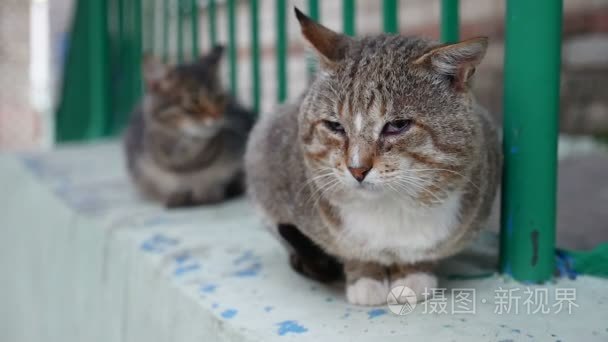 猫咪坐伤心对不起户外无家可归的视频