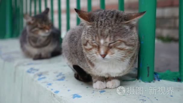 猫咪坐伤心对不起无家可归的户外视频