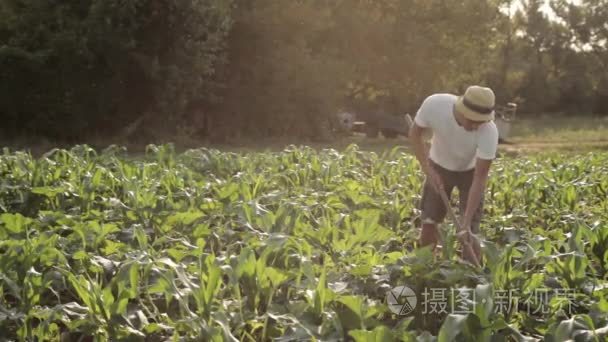 杂草控制有机农场视频