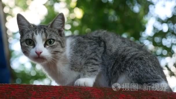 野生猫坐在相机的室外的看录像