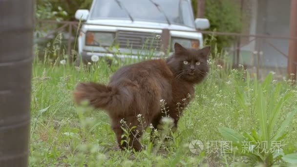 黑猫视频慢动作的草坪上视频