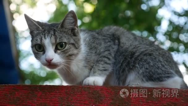 野生猫科动物坐看室外摄像头的视频