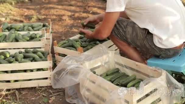 农夫排序新鲜黄瓜有机农场视频