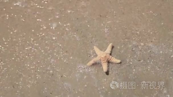 躺在海滩上的海星视频