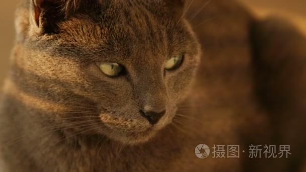 关闭了可爱的猫咪家庭休息的肖像