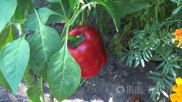 农民持红辣椒胡椒字段中视频