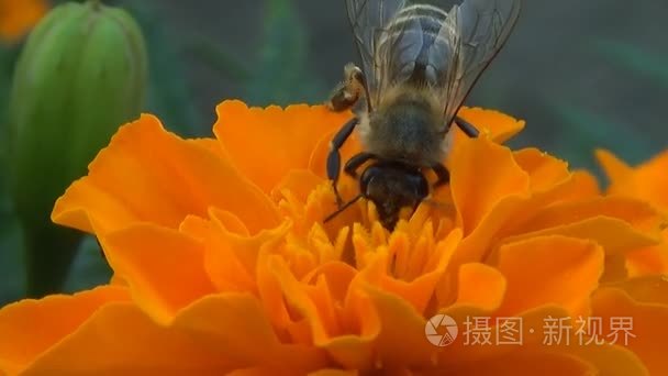 一只蜜蜂在花万寿收集花蜜视频