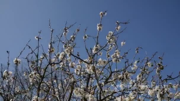 樱花树视频