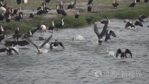 许多鸬鹚开始飞行在慢动作视频