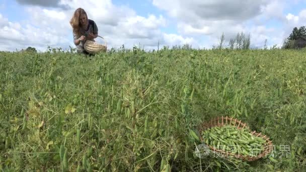 农场工人女人收割豌豆植物领域。4 k