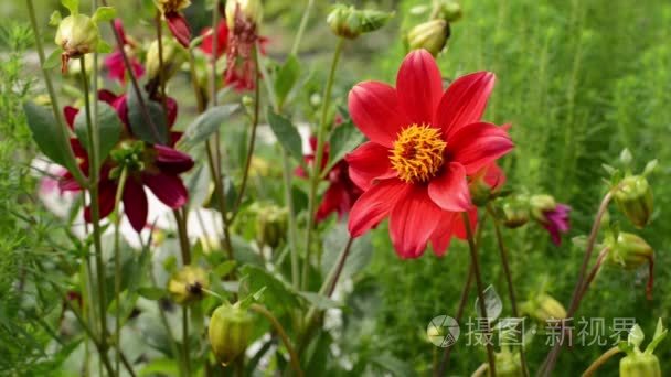 红色雏菊的花坛里.除虫菊.前面的花园里短视频