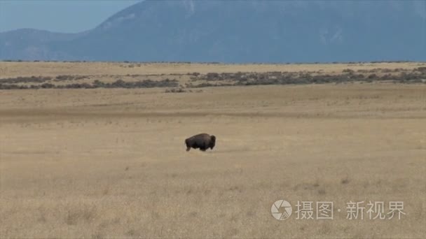 在草原上放牧水牛视频