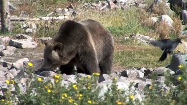 灰熊在黄石国家公园视频