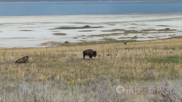 北美野牛放牧的草地上视频