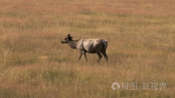 麋鹿在外地吃草视频