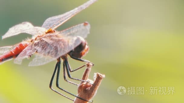 在一个分支上的蜻蜓视频