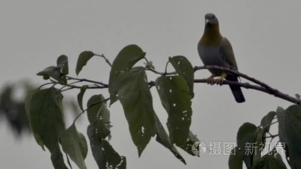 数以千计的鸽子人群视频