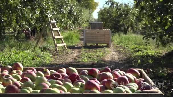 木盒子完全熟透的红苹果水果种植园在秋天。4 k